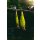 Rapala Poison Pike Set - SSDR11 & XR10 - Limited Edition