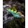 Westin Swim - 3D Magic - Limited Edition - 3er Set -